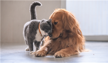 Zottegem reikt eerste award voor dierenwelzijn uit